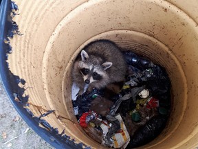 Raccoon trapped for hours in Constance Bay trashcan.
