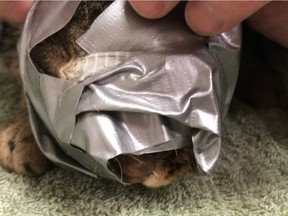 A cat with duct tape wrapped around its head is shown in this recent handout photo.