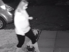 OPP are searching for a woman suspected to stealing pumpkins in Embrun.