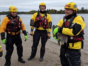 Ottawa Fire Services water rescue crew saved a Canada goose from drowning Saturday morning after it was found with one wing wrapped in fishing line.