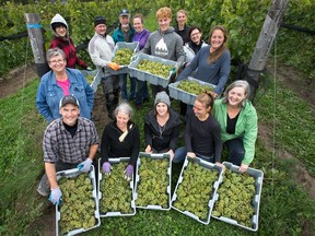 Pickers pose for a photo with bunches of freshly picked Chardonay grapes as Kin Vineyards in the village of Carp.