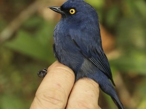 This 2017 photo provided by Graham Montgomery shows a deep-blue flowerpiercer in the Cerro de Pantiacolla mountain in Peru. The high-elevation species found on the eastern slope of the Andes lives only near the top of the mountain (above 1300 meters). A new study on mountaintop extinctions published Monday, Oct. 29, 2018, in the Proceedings of the National Academy of Sciences warns that continued warming "will likely lead to the local extinction of this species" within a decade or so.