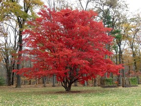 This undated photo shows a Japanese maple tree in Tillson, N.Y. The bold red of this Japanese maple reflects not only the tree's genetics but also autumn weather, with sunny days and cool nights bringing out the best in the leaves.