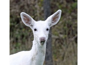 This Oct. 12, 2018 photo provided by Seneca White Deer Inc. shows a single white doe munching on grass at Deer Haven Park in Romulus, N.Y.