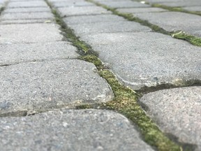 Moss growing between paving bricks is one good way to keep ants and weeds from setting up shop. Moss grows even in full sun locations when few nutrients are present.