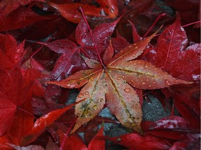 Fall colours in the rain.