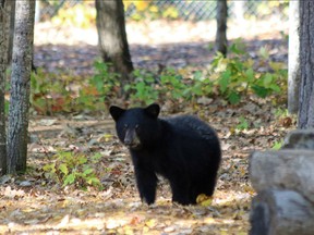 Bear cub spotted in the recess area of Petawa's Valour School.