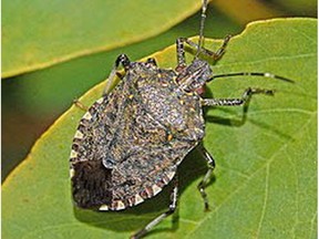 Brown marmorated stink bugs are not something you want in your home over the winter.