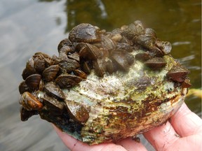 This illustrates how zebra mussels encrust native mussels (the large shell) and eventually kill the native ones. This was found at Manotick in the Rideau.