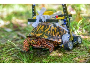 A wild Eastern box turtle was brought into The Maryland Zoo in the summer of 2018 with a broken shell. Garrett Fraess, a student at the University of Saskatchewan's Western College of Veterinary Medicine was doing an externship at the organization and was tasked with getting the critter moving again. To do so, he designed a wheelchair made out of LEGO.