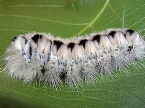 The hickory tussock moth caterpillar.