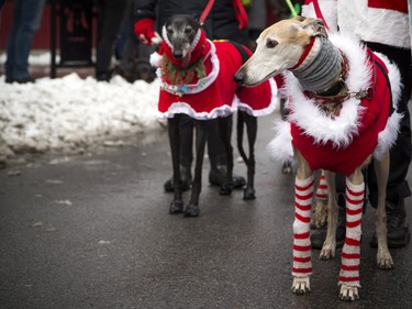Greyhound dogs were dressed for the occasions at the 49th Annual Help Santa Toy Parade Saturday, November 17, 2018.  Ashley Fraser/Postmedia