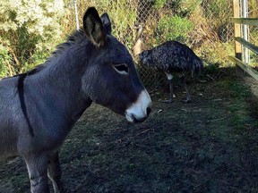 In this photo shared on social media, the Carolina Waterfowl Rescue says the donkey is guarding in the emu.