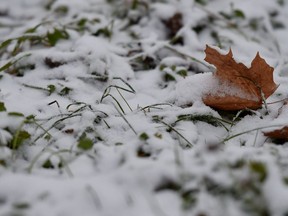 An autumn leaf lays in the snow.