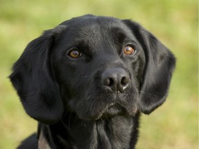 A former British Columbia woman who tried to steal an Alberta family’s dog by posing as an animal control officer has been sentenced to 90 days in jail.