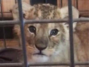 This video grab taken from footage released by the French association of pets Fondation 30 millions d'amis on November 13, 2018 shows a lion cub in a cage after he was found in a Lamborghini car on the Champs-Elysees in Paris, on November 12, 2018. - The baby lion was discovered inside a hired flashy car during a police search on the busy luxury shopping street, according to the source, confirming earlier media reports. The driver was taken into custody and the cub was being looked after, they said.