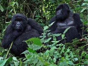 (FILES) In this file photo taken on December 27, 2014 male Mountain Gorillas are pictured in the Sabyinyo Mountains of Rwanda. - The fin whale and mountain gorilla populations grew significantly due to efforts by conservationists to halt their descent towards extinction, the International Union for Conservation of Nature (IUCN) said on November 14, 2018.