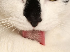 This handout photograph obtained November 19, 2018 courtesy of Candler Hobbs at the Georgia Institute of Technology, Atlanta, shows a domestic cat grooming its fur. - The cats' tongue contains 300 small, rigid, spoon-shaped papillae that allow them to wet the hair base with their saliva,