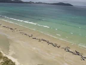 This handout photo taken and released on November 26, 2018 from the New Zealand Department of Conservation shows dead pilot whales on a remote beach on Stewart Island in the far south of New Zealand. - Up to 145 pilot whales have died in a mass stranding on a remote part of a small New Zealand island, authorities said on November 26.