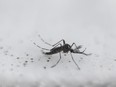 View an Aedes aegypti OX513A mosquito, created by Oxitec, in Piracicaba, Sao Paulo, Brazil on October 26, 2016.