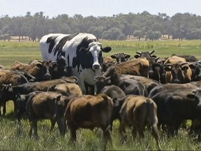 in Lake Preston, Australia. A enormous steer in the state of Western Australia has avoided the abattoirs by being too big. The 194 centimeters-tall bovine, dubbed "Knickers", is believed to be the tallest in the country and weighs about 1.4 tons, local media reported. (Channel 7's Today Tonight via AP)