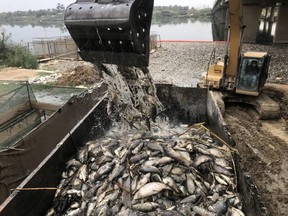 In this Saturday, Nov. 3, 2018 photo, government employees collect dead carp from the Euphrates River near the town of Hindiyah, 80 kilometers (50 miles) south of Baghdad, Iraq. Officials and fishermen are at a loss to explain how hundreds of tons of carp have suddenly died in fish farms in the Euphrates River, fueling anxieties about soaring water pollution. Local authorities used excavators to skim dead fish from the river surface, where residents and local farmers have long complained about substandard water management.