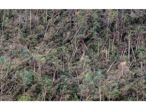 Fallen trees by the hundreds caused by severe bad weather in recent days in the forest near Belluno, Veneto Region, northern Italy, are seen Saturday, Nov. 3, 2018.