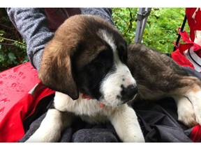 A St. Bernard-cross puppy is seen in this undated handout photo. Two St. Bernard-cross puppies who spent four days on a cliff in a rural area of British Columbia's Fraser Valley have landed what the local SPCA branch manager says are their best possible forever homes.THE CANADIAN PRESS/HO, Adrian Walton *MANDATORY CREDIT*