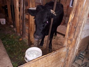A cow named "Coco" is seen in this undated handout photo. A Newfoundland farmer is on the lookout for an escaped cow who hopped his farm's fence last Thursday. Coco was last spotted on Saturday, two days after she leapt over the fence and escaped the farm in Conception Bay South.