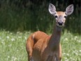 The Ministry of Natural Resources is looking for help after four dead deer were found along a roadway near Maberly, about 100 km southwest of Ottawa.