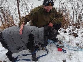 OPP officers from Lanark rescue a therapy dog named Teddy that had fallen through ice on the Tay River Thursday morning while on a walk with his owner.