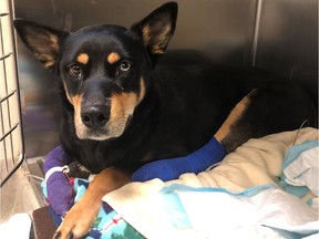 Ottawa Humane Society is trying to locate the owner of this young female Rottweiler-cross.