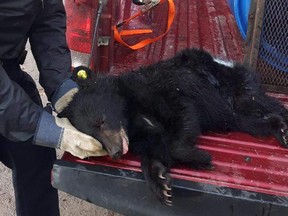 Gatineau police, with the help of wildlife agents on Tuesday, captured a small animal black bear and transported it to a safe place
