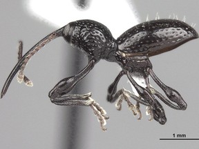 Meet "Sicoderus bautistai," a new species of beetle named after Jose Bautista by Dr. Bob Anderson of the  Museum of Nature