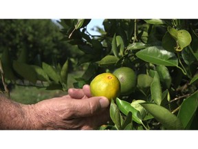 Fred Gmitter, a geneticist at the University of Florida Citrus Research and Education Center, holds an orange affected by citrus greening disease at a grove in Fort Meade, Fla., on Sept. 27, 2018. "If we can go in and edit the gene, change the DNA sequence ever so slightly by one or two letters, potentially we'd have a way to defeat this disease," says Gmitter.