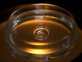 In this Oct. 9, 2018 photo, a microplate containing embryos that have been injected with Cas9 protein and PCSK9 sgRNA is seen in a laboratory in Shenzhen in southern China's Guangdong province. Chinese scientist He Jiankui claims he helped make world's first genetically edited babies: twin girls whose DNA he said he altered. He revealed it Monday, Nov. 26, in Hong Kong to one of the organizers of an international conference on gene editing.