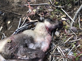 A caribou that was found dead on Oct.26, 2018 in Quebec's Gaspesie region is shown in a handout photo from the province's wildlife and fisheries ministry. THE CANADIAN PRESS/HO-Quebec Wildlife and Fisheries MANDATORY CREDIT