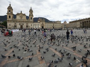 Pigeons fill Bolivar Square in Bogota, Colombia, Tuesday, Oct. 2, 2018. Research has found that urban birds aren’t shy about throwing their weight around against weaker rivals — and the richer the city, the tougher the underdog’s daily struggle for food and shelter.