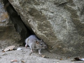 FILE - In this Sept. 17, 2015 file photo, a rat leaves its burrow at a park in New York City. Rats aren't just a nuisance in cities. Rural residents across Maine are reporting an increase in the rodents, mirroring a trend nationwide.