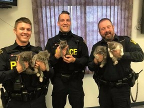 Five felines were stranded over weekend and came under the care of Leeds OPP officers.