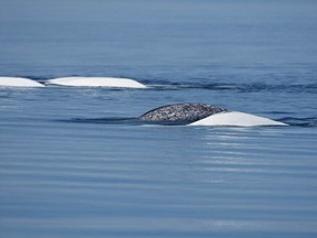 A narwhal is shown swimming with a group of beluga whales in this undated handout photo. The head of a marine research group says a young narwhal that has been spotted swimming with belugas in the St. Lawrence River appears to be just another member of the pod. Robert Michaud says the wayward arctic mammal was first spotted in 2016 swimming with a group of juvenile belugas in the river, some 1,000 kilometres south of its usual range.