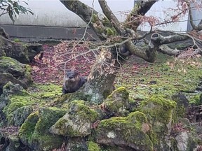 An otter is seen behind a tree in the Dr. Sun Yat-Sen Classical Chinese Garden, in Vancouver in a recent handout photo.