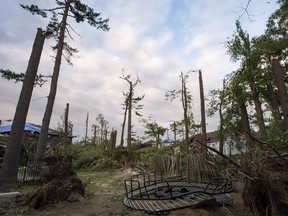 Trees uprooted and damaged by a tornado are seen in a backyard in the Arlington Woods neighbourhood of Ottawa.According to the city of Ottawa, approximately 1,500 trees were destroyed by the tornadoes.