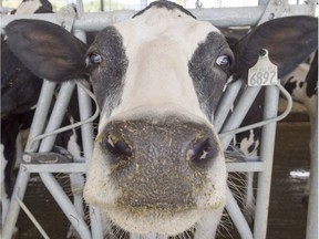 An August file photo of a dairy cow on a farm in Sainte-Marie-Madelaine Que.