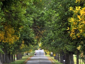 Green Ash trees along Ash Lane in the Central Experimental Farm.