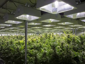 A general view of cannabis plants are shown in a grow room at Up Cannabis Inc., Newstrike Resources marijuana greenhouses, in Brantford, Ont.,