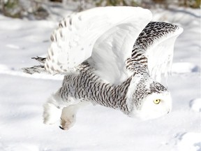 A snowy owl in flight