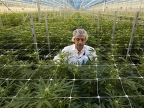A Hexo Corp. employee examines cannabis plants in one of the company's greenhouses, seen during an October tour of the facility in Masson Angers, Que.