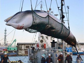 FILE - In this September, 2017, photo, a minke whale is unloaded at a port after a whaling for scientific purposes in Kushiro, in the northernmost main island of Hokkaido. Japan says it is leaving the International Whaling Commission to resume commercial hunts but says it will no longer go to the Antarctic to hunt. Chief Cabinet Secretary Yoshihide Suga said Wednesday, Dec. 26, 2018,  that Japan's commercial whaling will be limited to its territorial and economic waters.