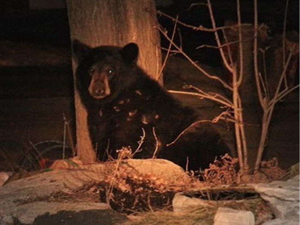 Police investigating reported sighting of black bear in Orléans